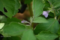 Solanum melongena var. melongena
